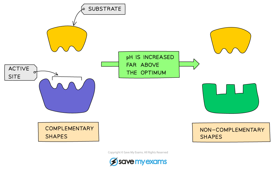 Effect-of-pH-on-enzyme-activity