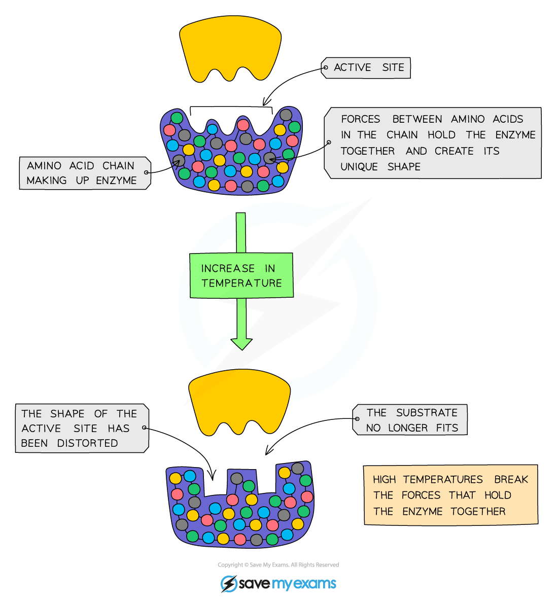 Effect-of-temperature-on-enzyme-activity