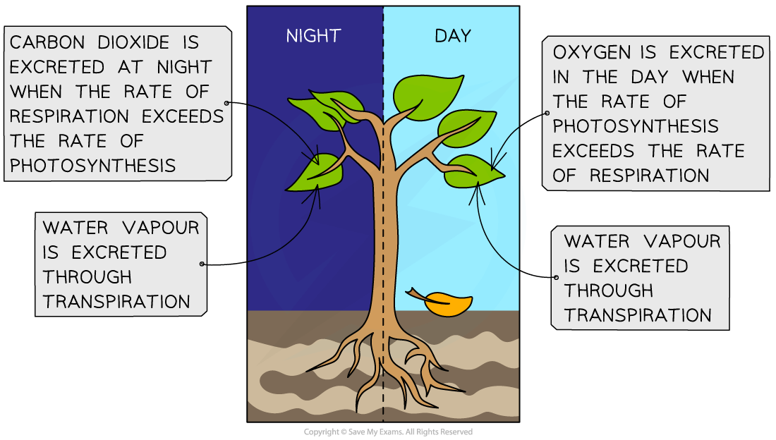 Excretion-in-plants
