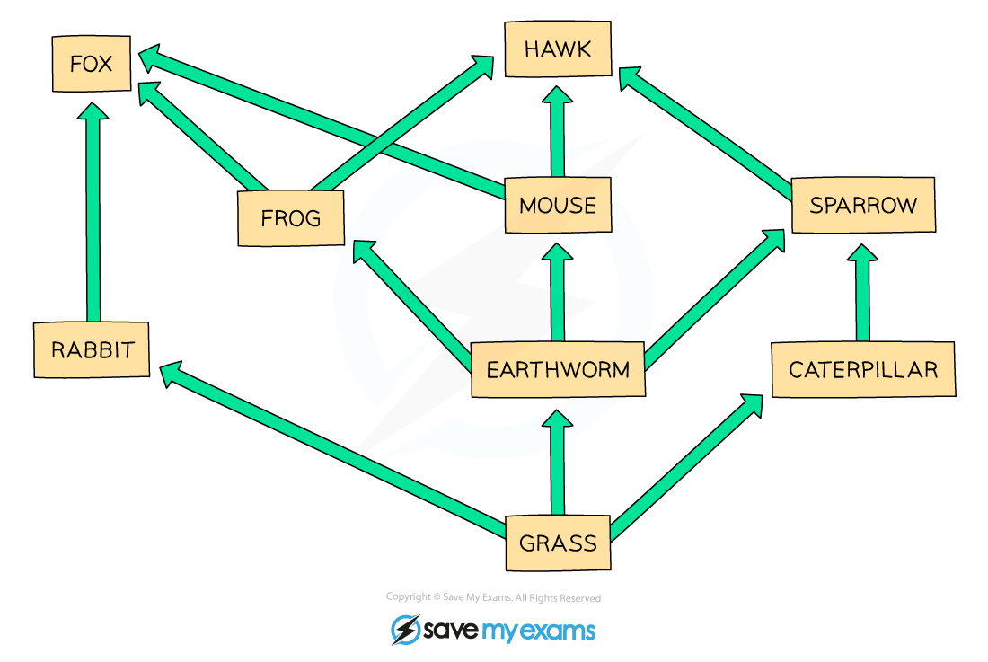 How Do I Explain A Food Web