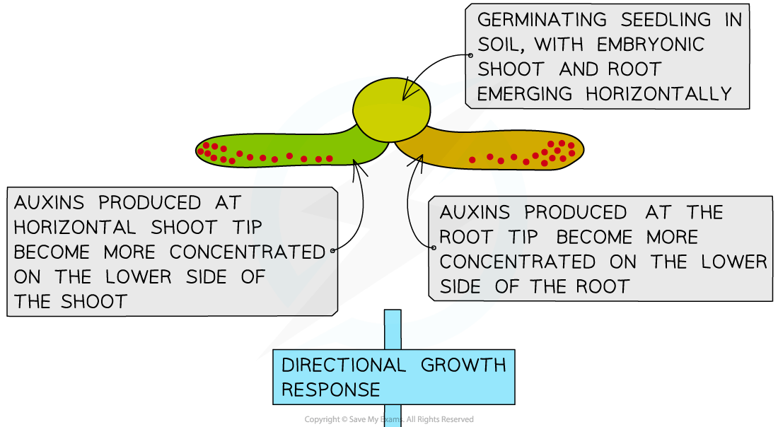 Geotropism-in-shoots-and-roots-1