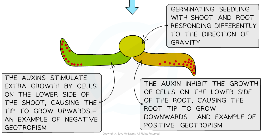 Geotropism-in-shoots-and-roots-2