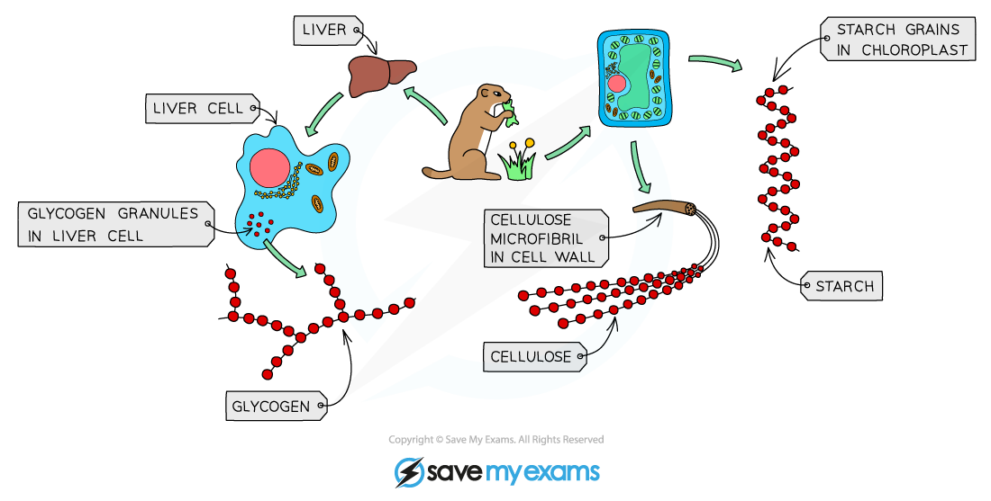 Glycogen-cellulose-and-starch-are-all-made-from-glucose-molecules