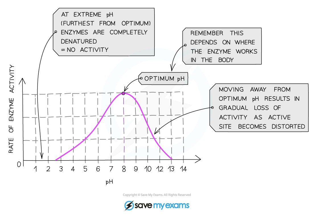 Graph-showing-effect-of-pH-on-rate-of-activity-for-an-enzyme-from-duodenum