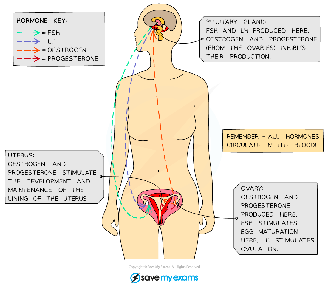 Hormones-in-the-menstrual-cycle