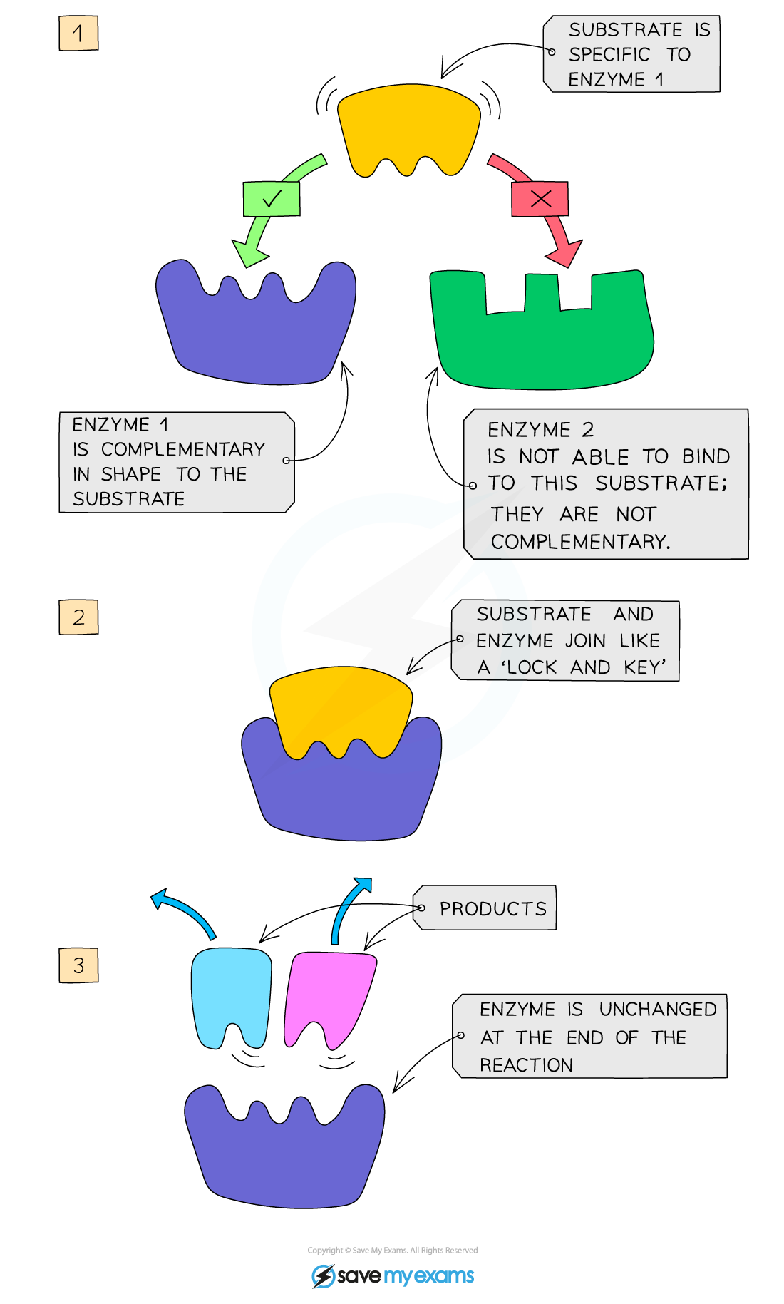 How-enzymes-work