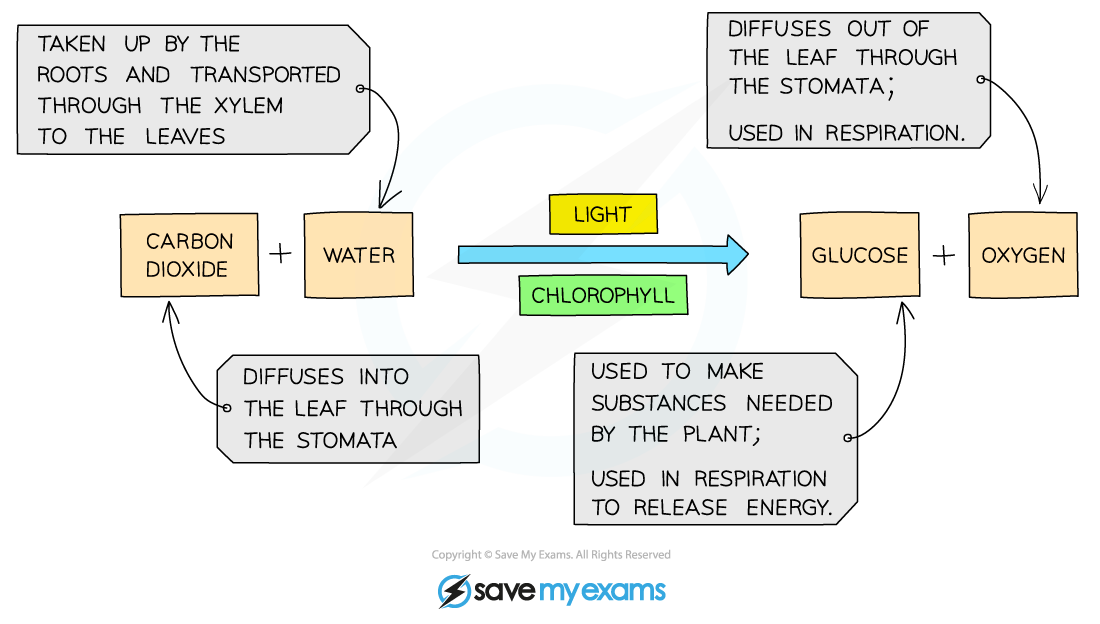 How-plants-get-the-materials-they-need