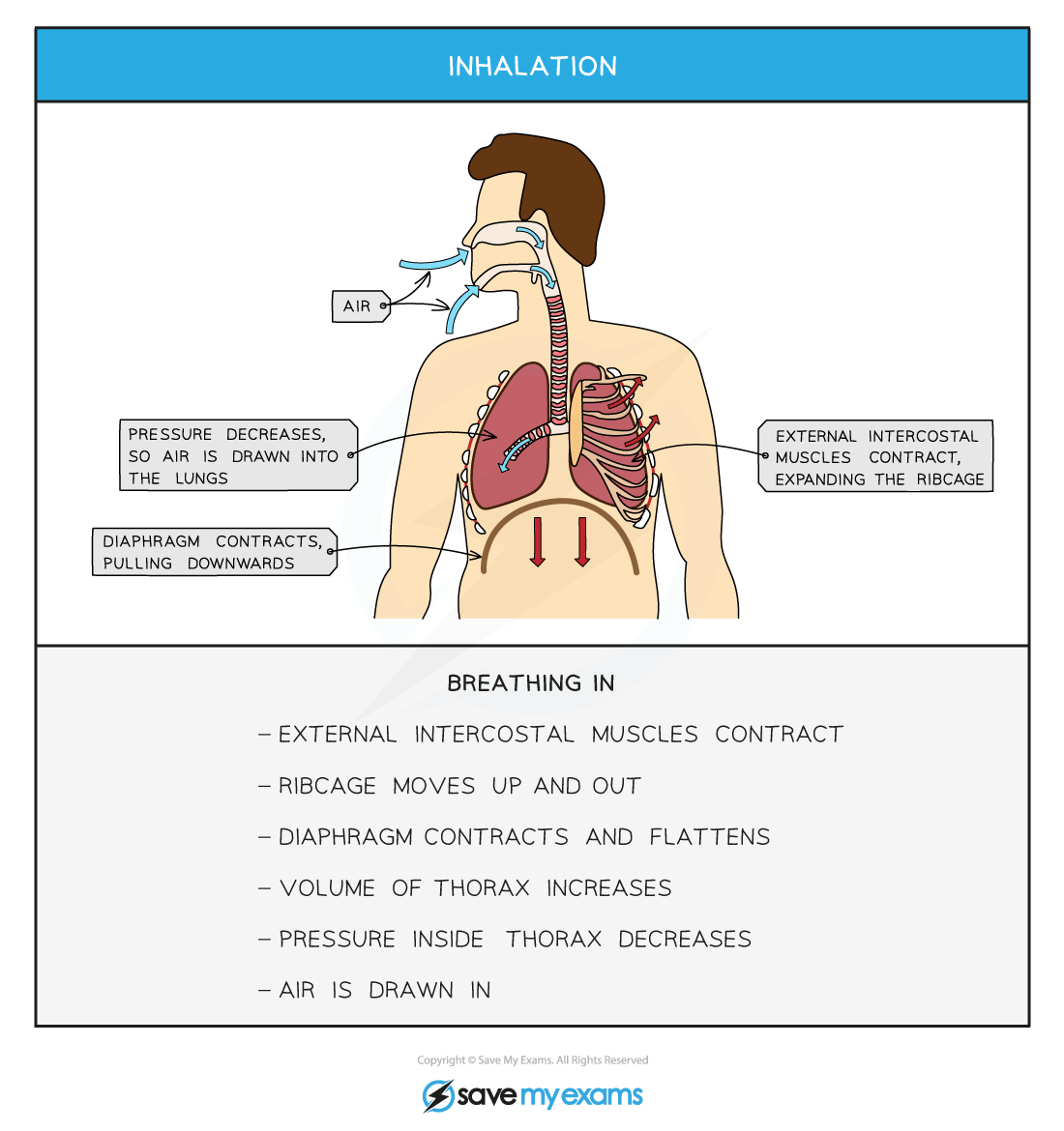 Inhalation-1