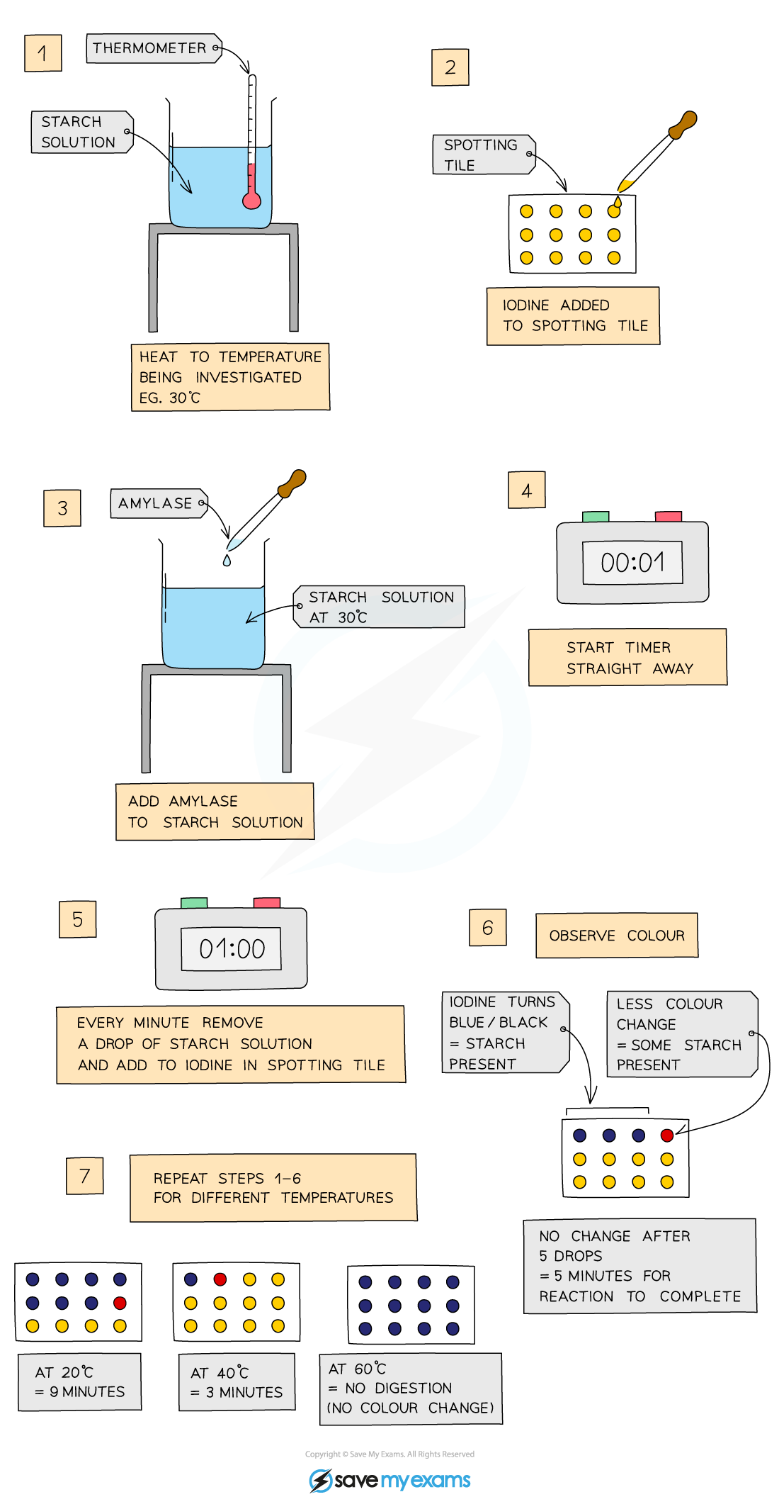 Investigating-the-effect-of-temperature-on-enzyme-activity