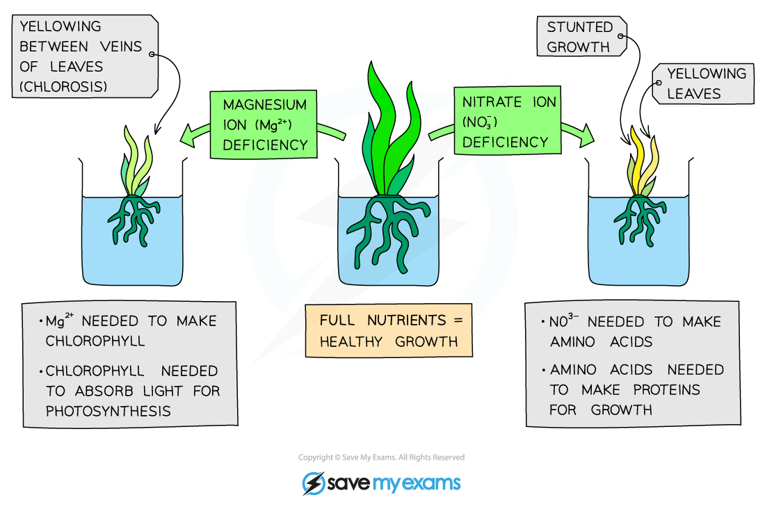 Mineral-deficiencies-in-plants