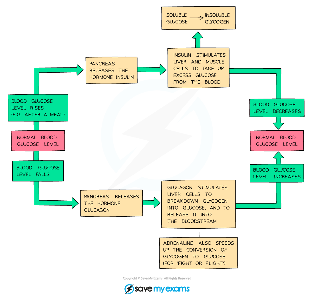 Negative-feedback-regulation-of-blood-glucose-levels