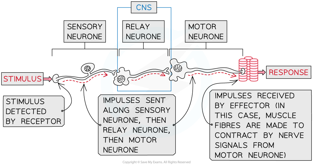 Nerve-pathway-stimulus-to-response_1
