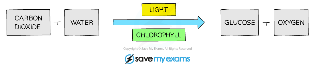 Photosynthesis-word-equation