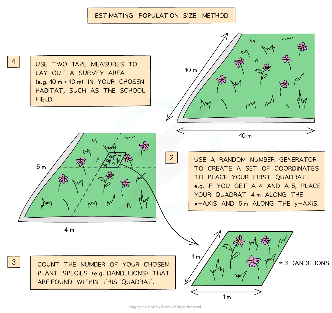 RP-Ecosystems_-Estimating-Population-Size-Method-1_1