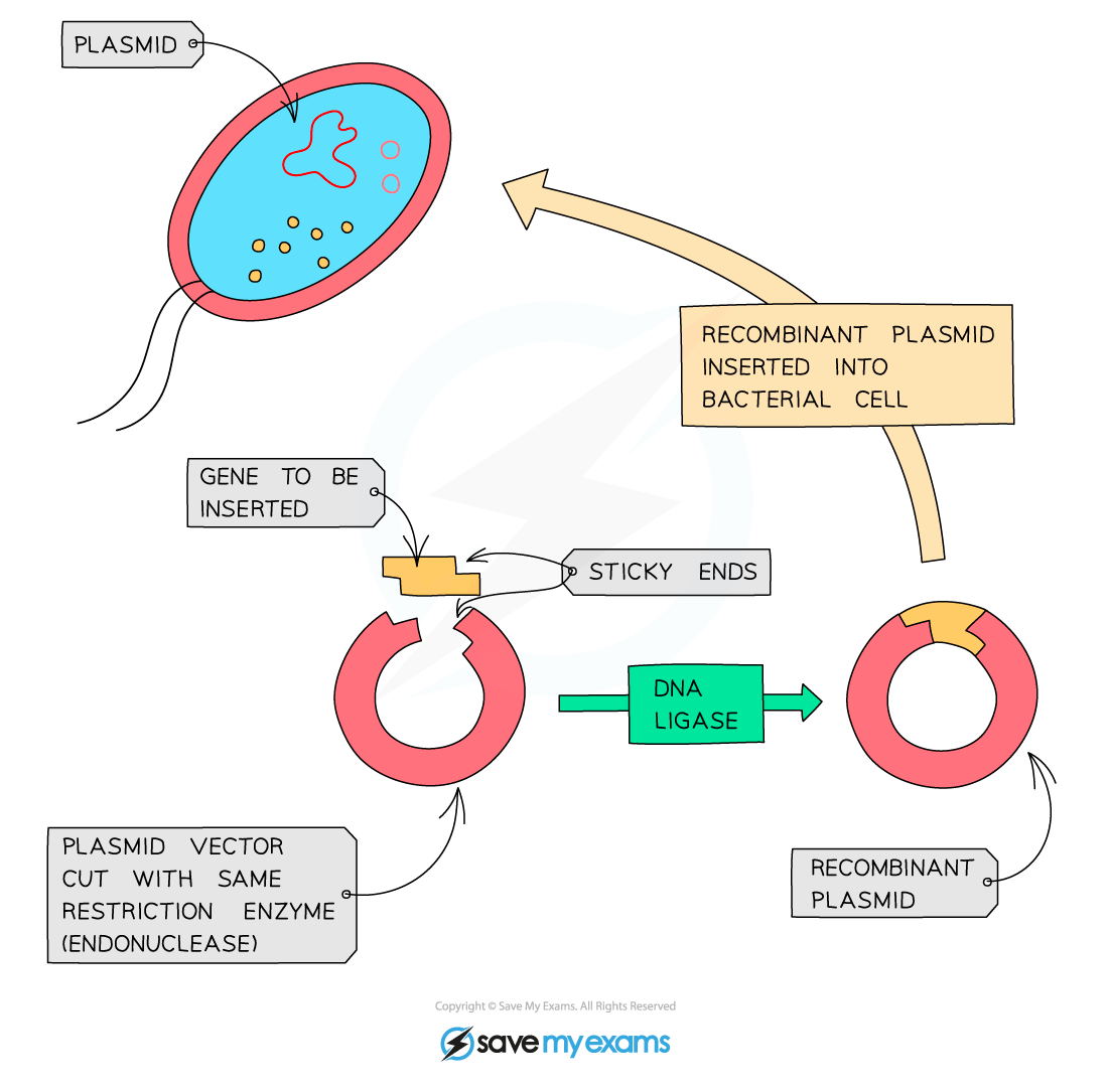 Recombinant-plasmids