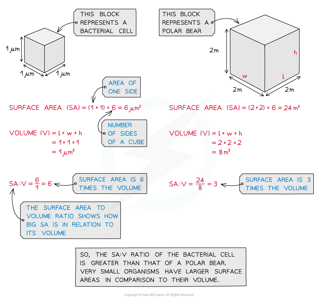 SA-V-ratio-calculation