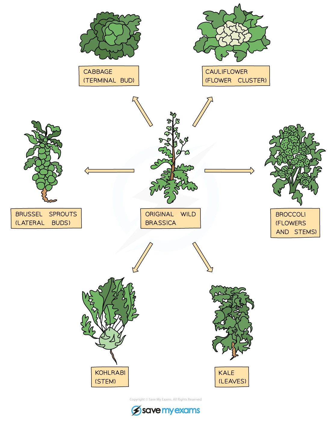 Selective-breeding-plants