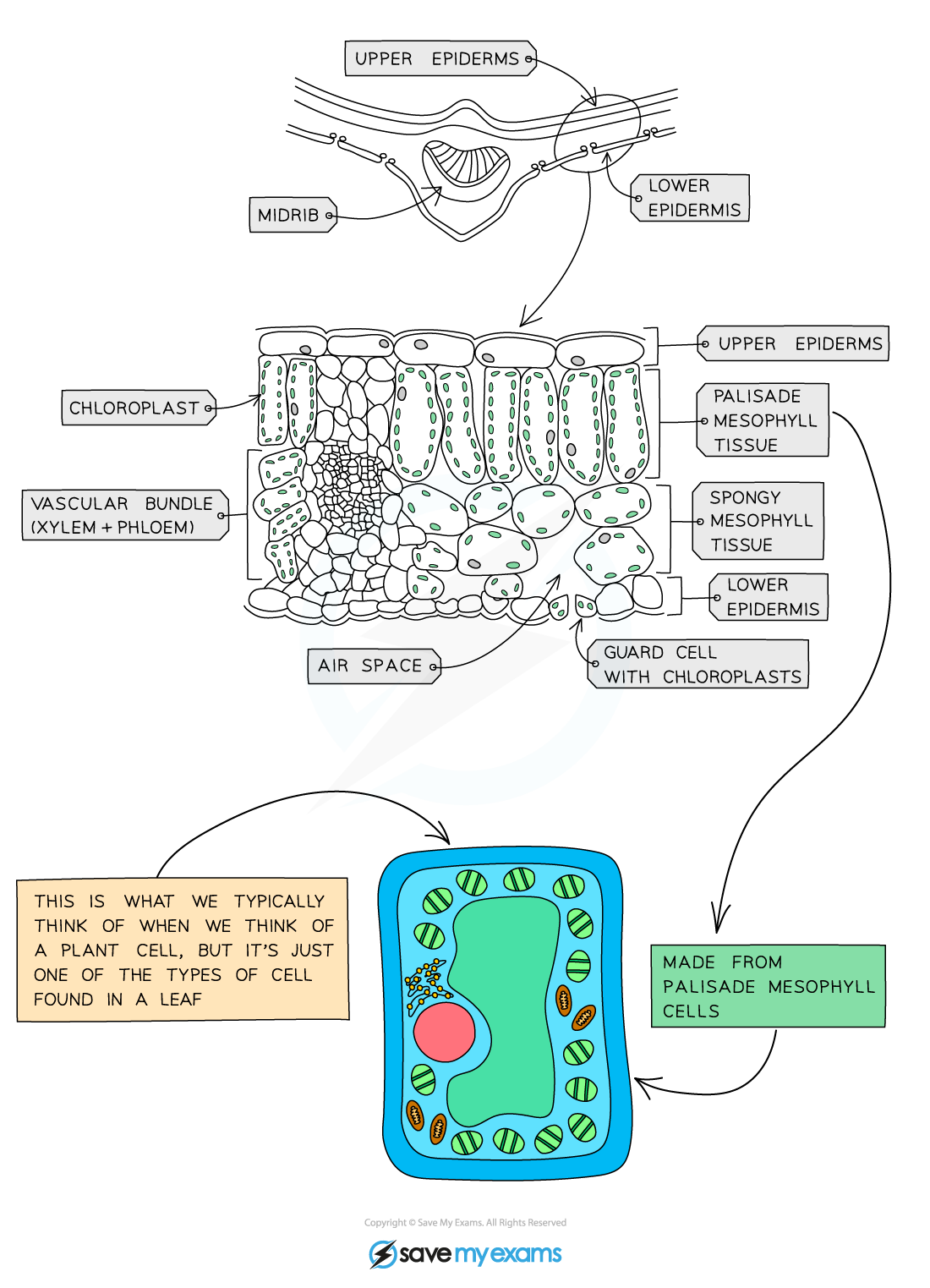 Structure-of-a-leaf