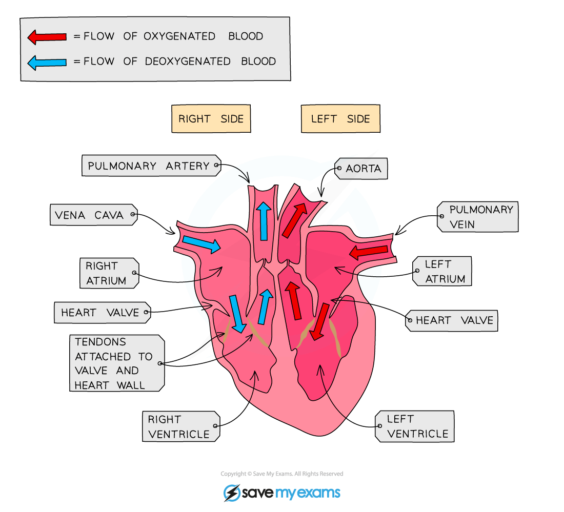 Structure-of-the-heart