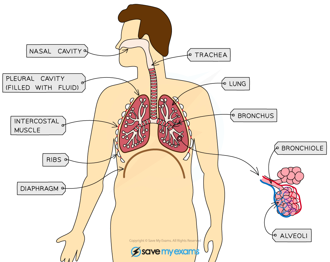 Structures-in-the-human-breathing-system