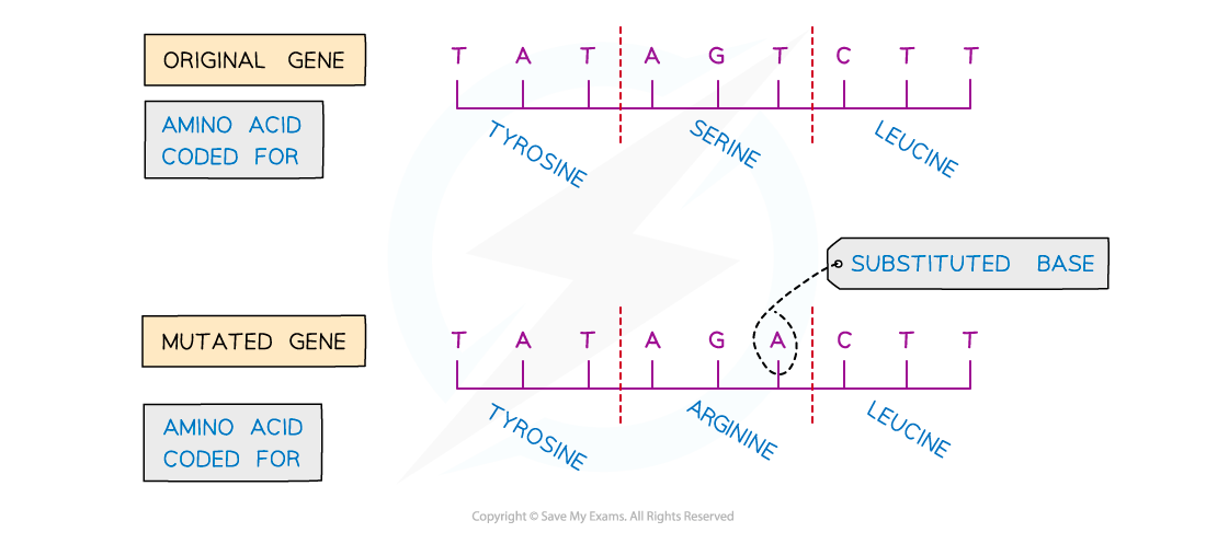 Edexcel IGCSE Biology Double Science 3 2 6 Mutation