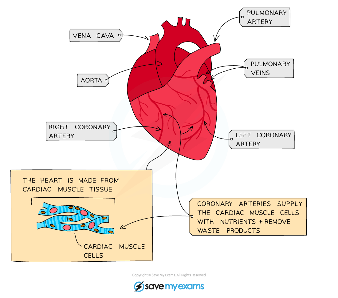 The-coronary-arteries