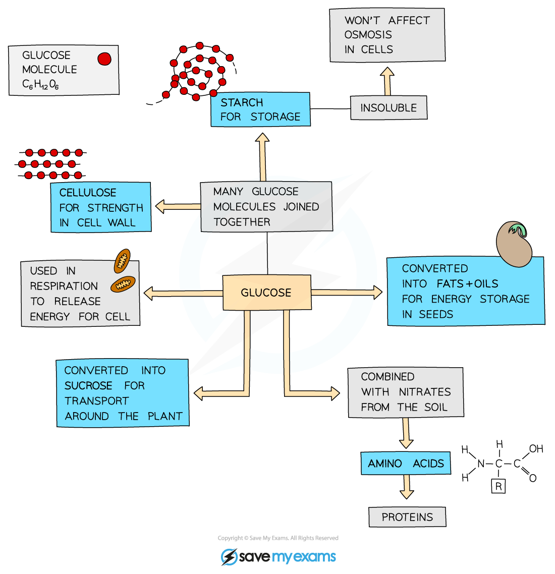 The-fate-of-glucose