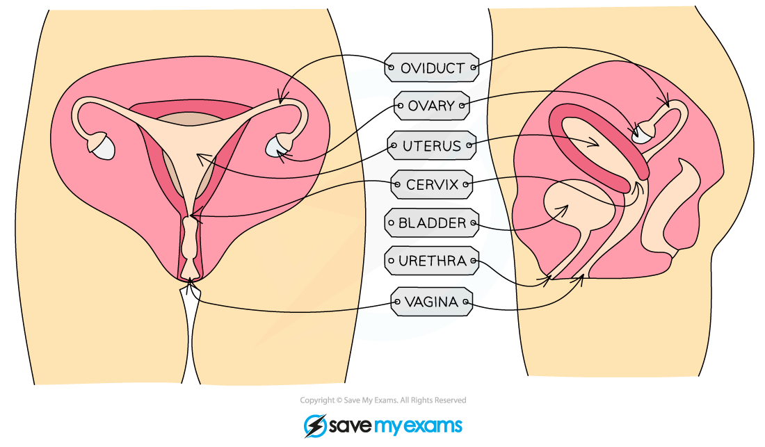 The-female-reproductive-system