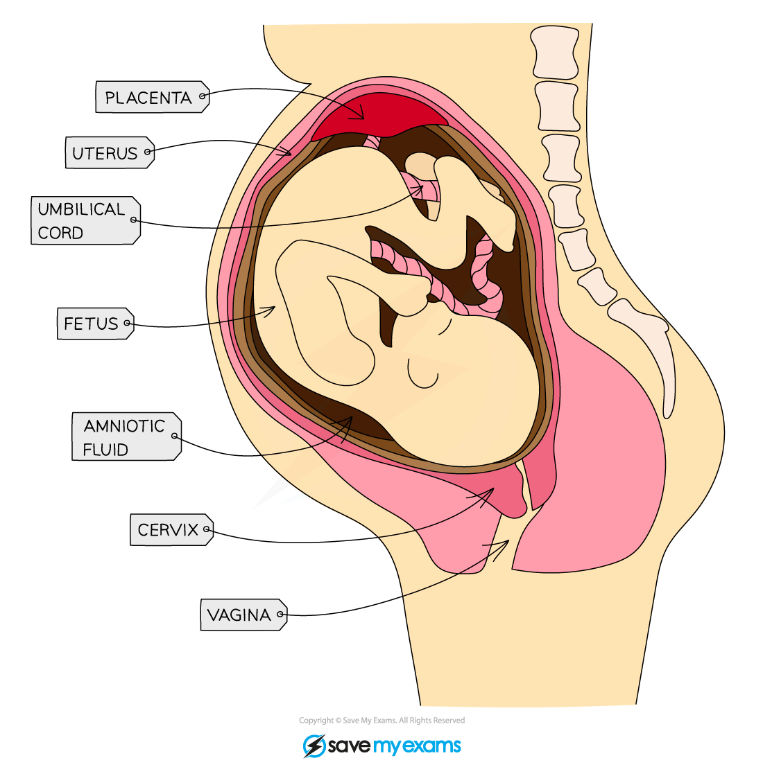 The-fetus-in-the-uterus