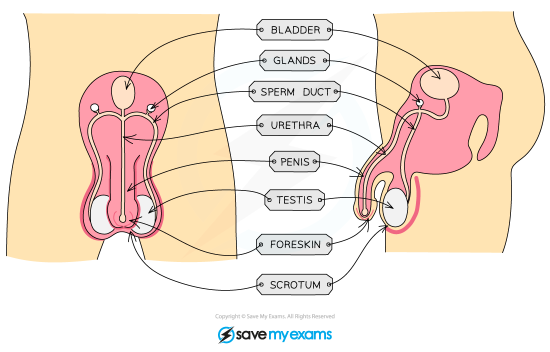 The-male-reproductive-system