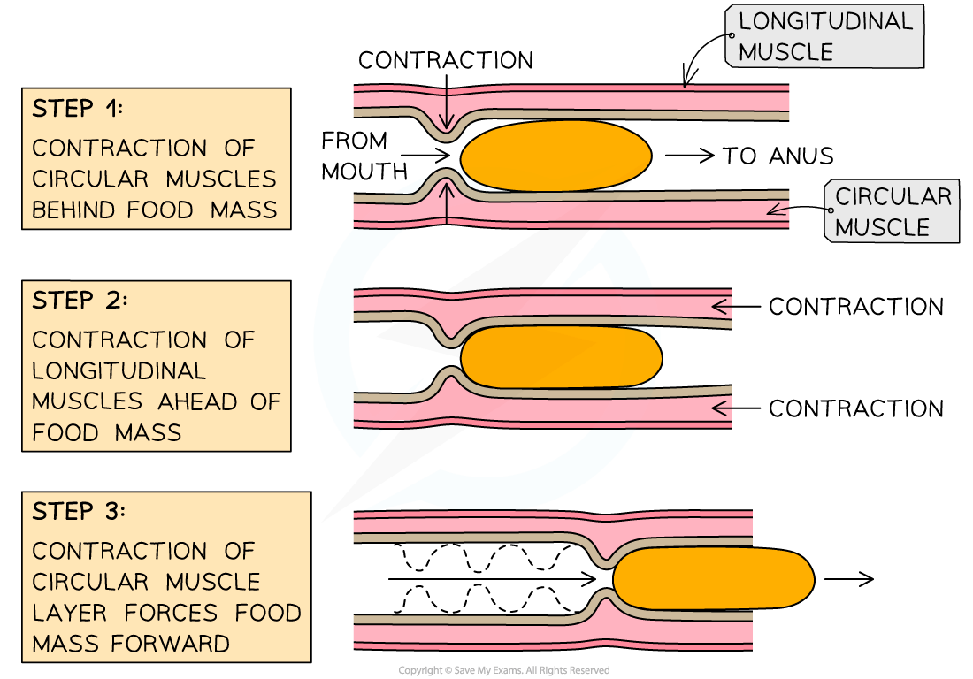 The-mechanism-of-peristalsis_1