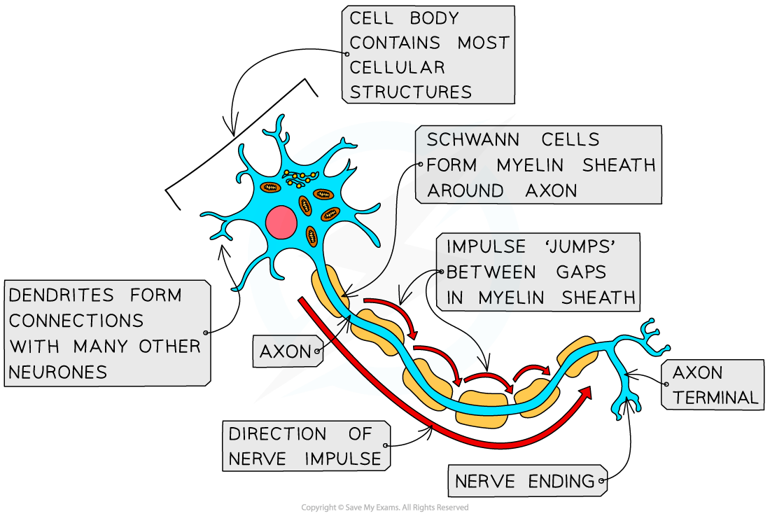 The-structure-of-a-myelinated-neurone