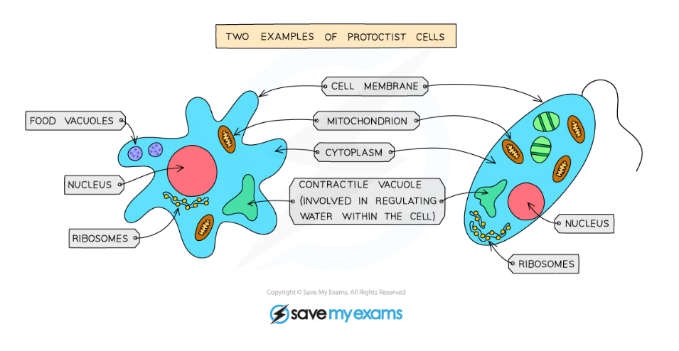 CIE IGCSE Biology: 复习笔记：1.1.5 Features of Organisms: Extended