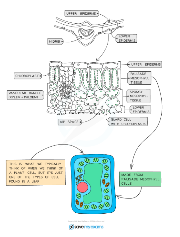CIE IGCSE Biology: 复习笔记：6.1.10 Leaf Structure