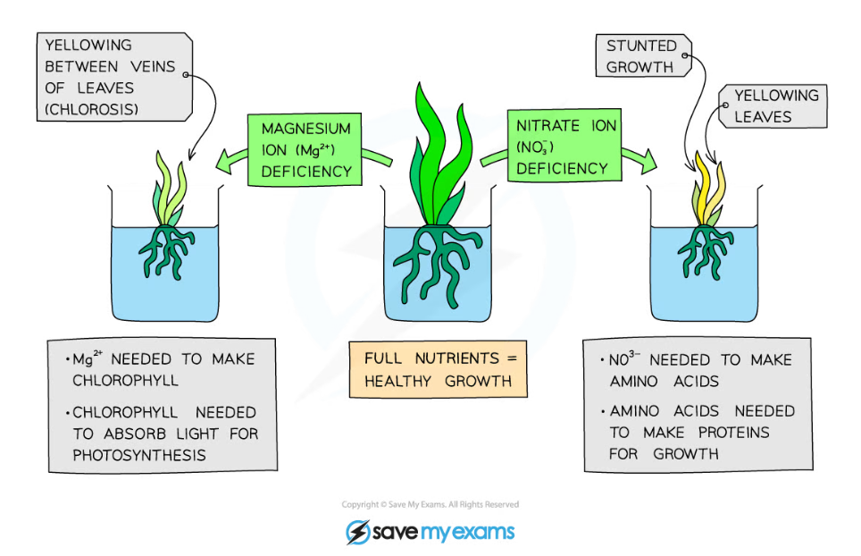 Edexcel A SNAB A Level Biology 4 2 3 Importance Of Water 