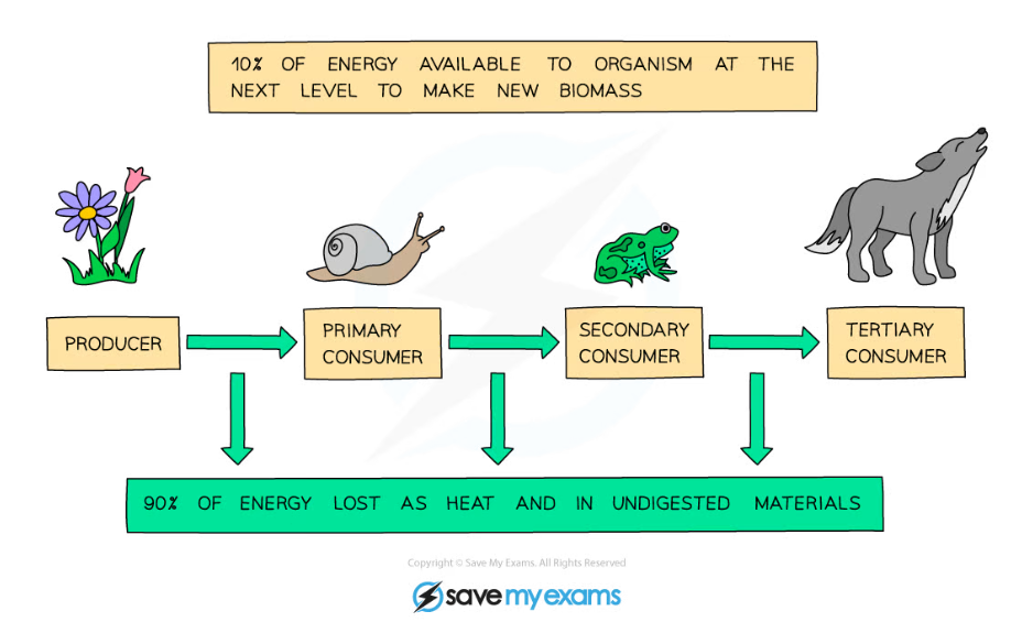 Edexcel A SNAB A Level Biology 5 1 7 Calculating The Efficiency 