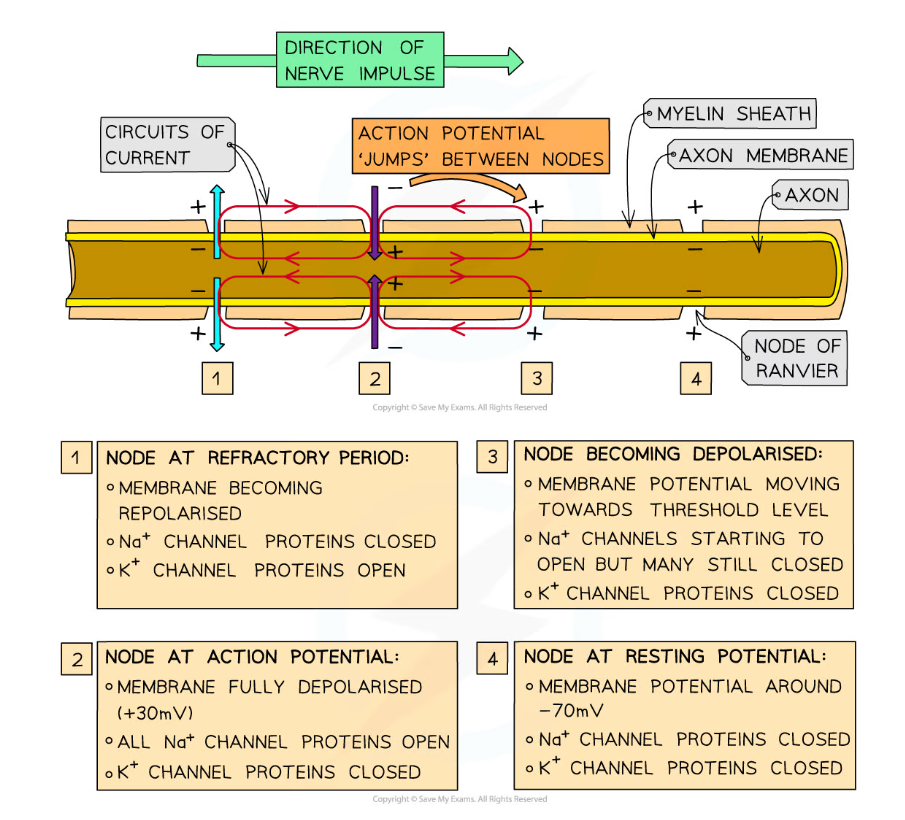 edexcel-a-snab-a-level-biology-8-1-4-transmission-of-nerve