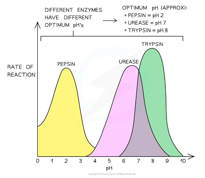 OCR A Level Biology 2 4 3 Enzyme Activity PH 