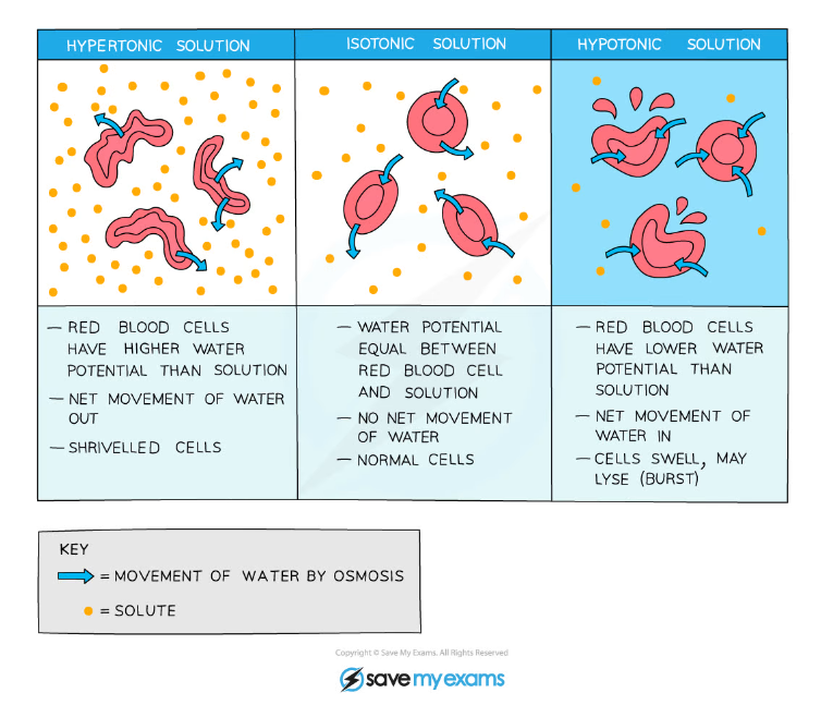 OCR A Level Biology:复习笔记 Osmosis in Animal & Plant Cells-翰林国际教育