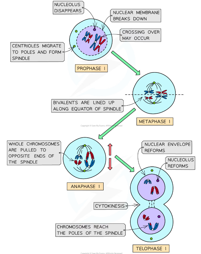 OCR A Level Biology:复习笔记2.6.5 The Stages of Meiosis-翰林国际教育