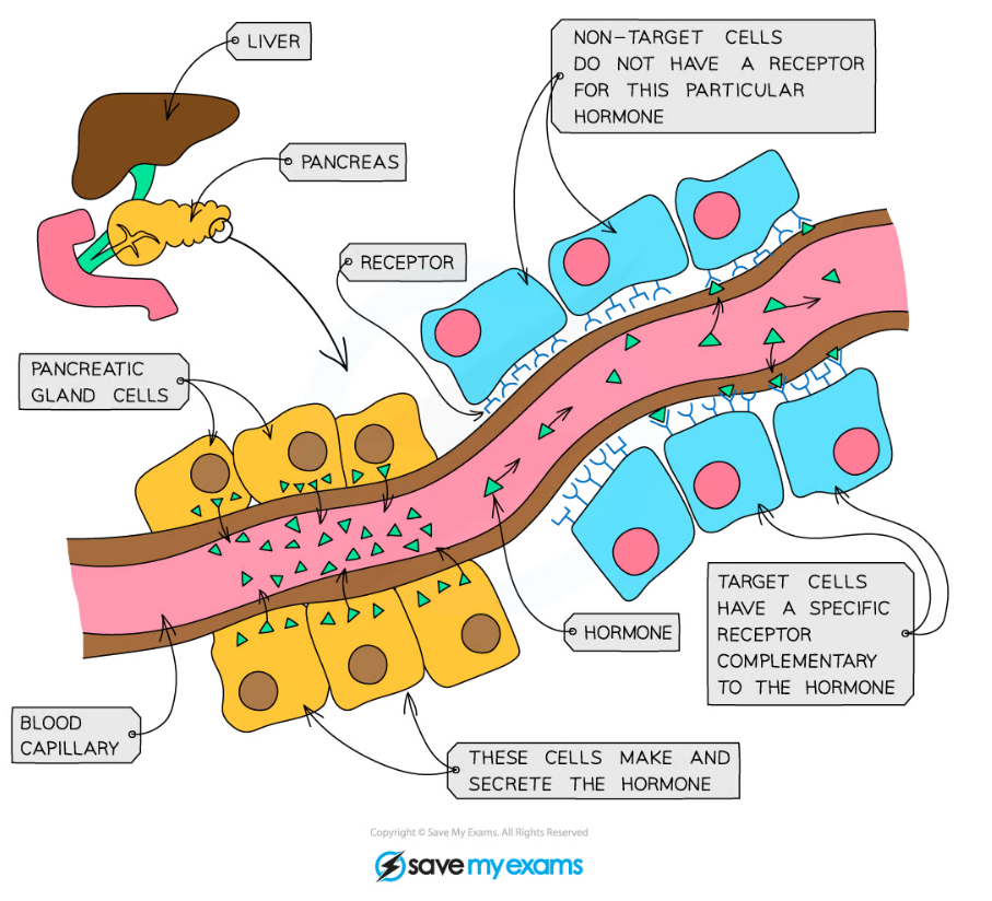 Cie Igcse Biology 复习笔记：14 1 7 Hormones In Humans