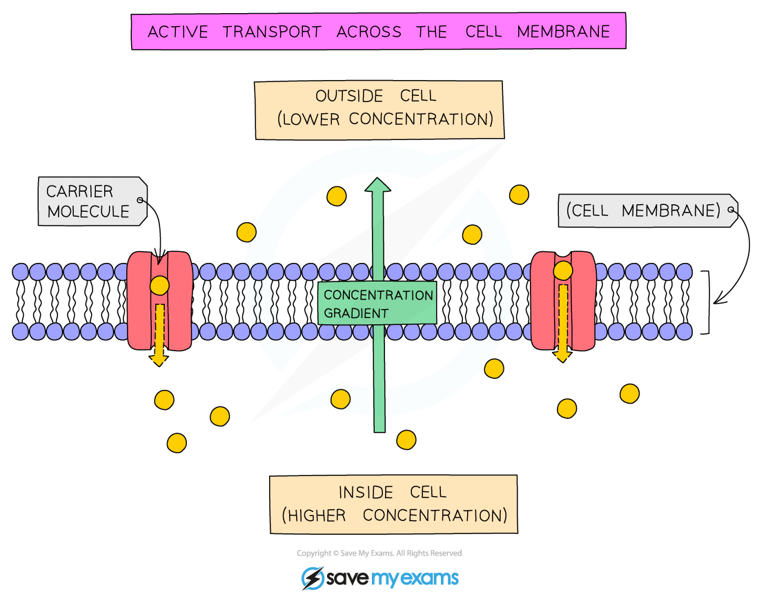 Active-transport-across-the-cell-membrane