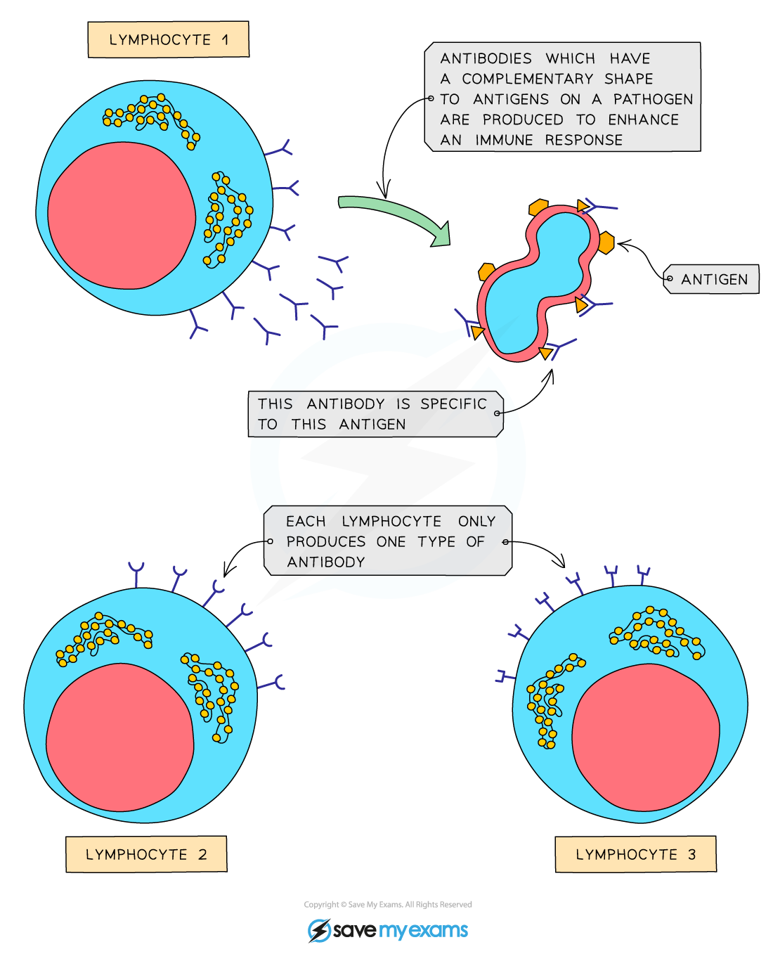 Antigens-and-antibodies