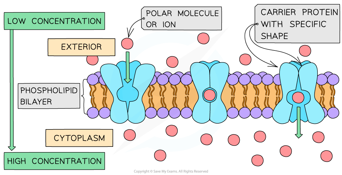 Carrier-protein-in-active-transport