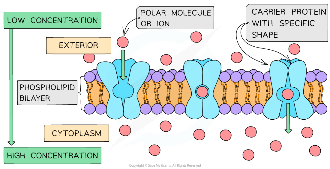 CIE IGCSE Biology 3 1 8 Proteins Active Transport