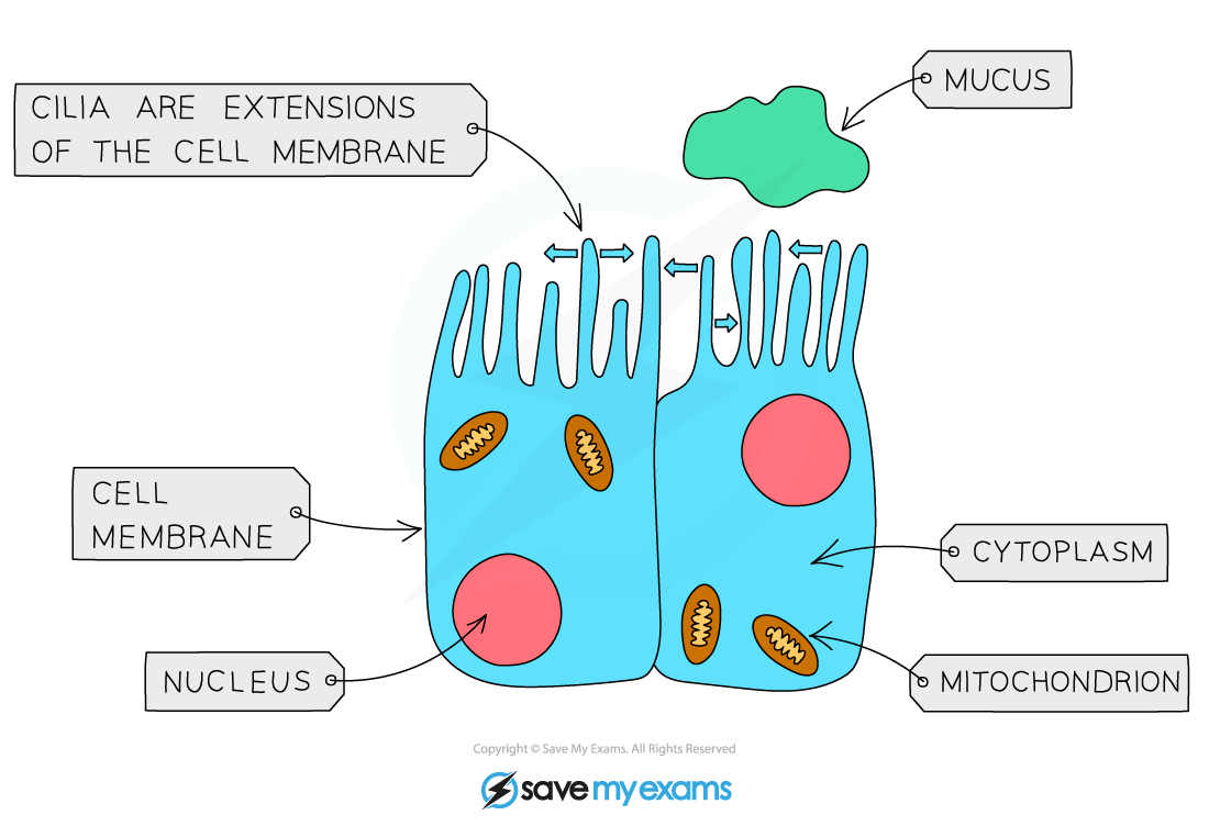 Ciliated-Cells