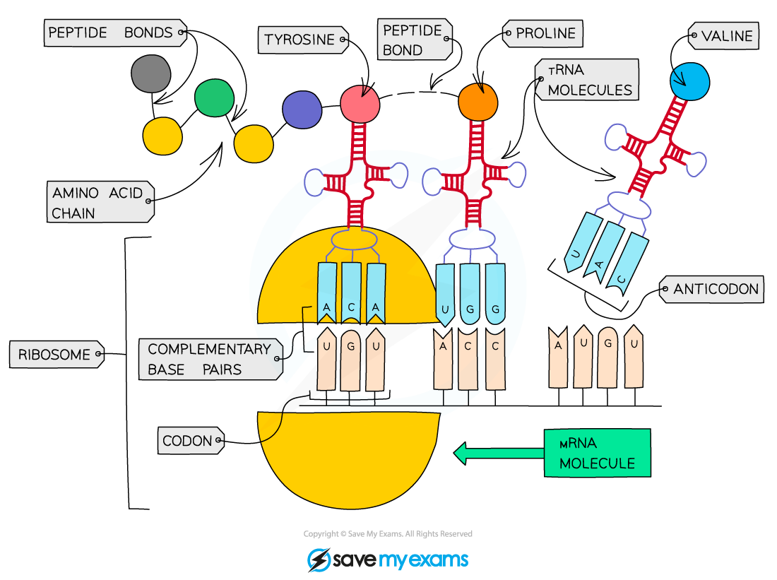 How-ribosomes-build-proteins