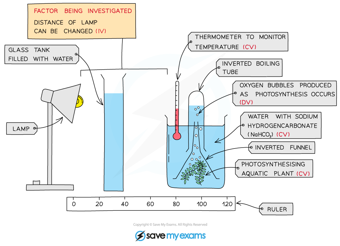 Investigating-the-effect-of-changing-light-intensity-on-the-rate-of-photosynthesis