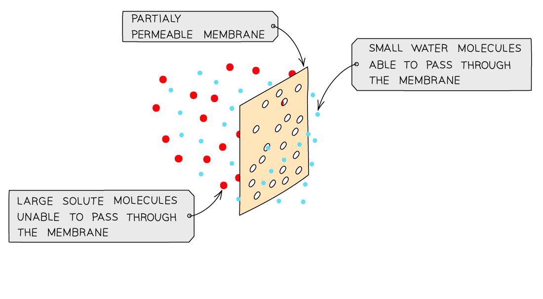 Osmosis-and-the-partially-permeable-membrane