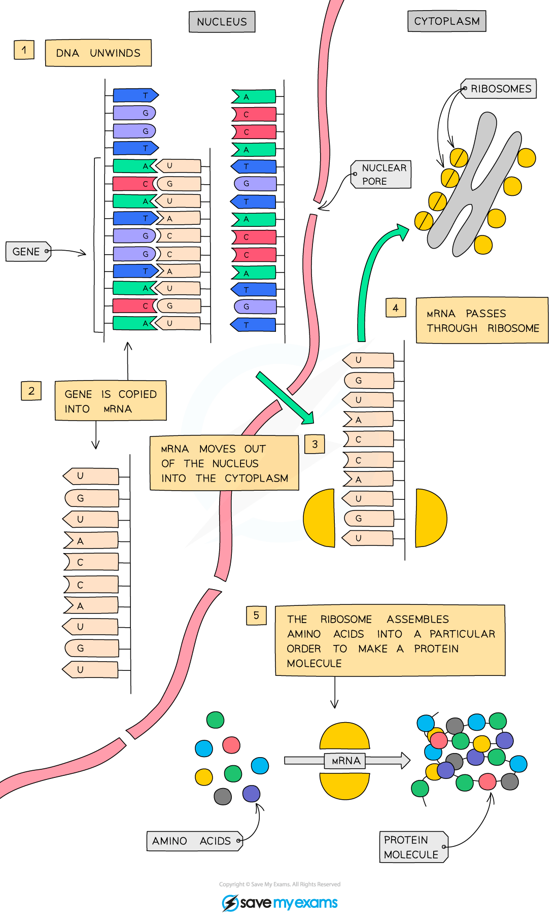 cie-igcse-biology-17-1-4-protein-synthesis